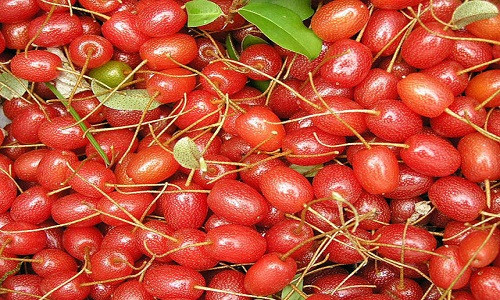 Những trái nhót tây còn có tên gọi là nhót Goumi Berries, khi ăn sẽ có vị ngon và ngọt.