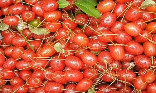 Những trái nhót tây còn có tên gọi là nhót Goumi Berries, khi ăn sẽ có vị ngon và ngọt.