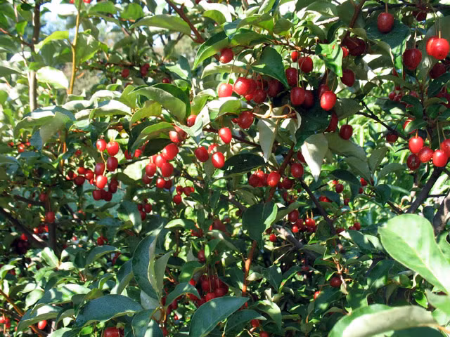 Tùy thuộc vào loại giống và chất lượng đất trồng mà nhót tây có thể cao thấp khác nhau, trung bình khoảng 2-3m.