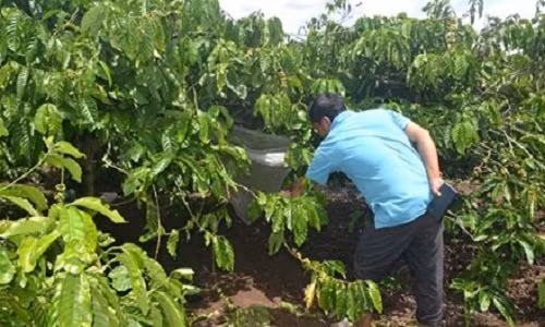 Be gai chet loa the trong vuon ca phe o Dak Lak