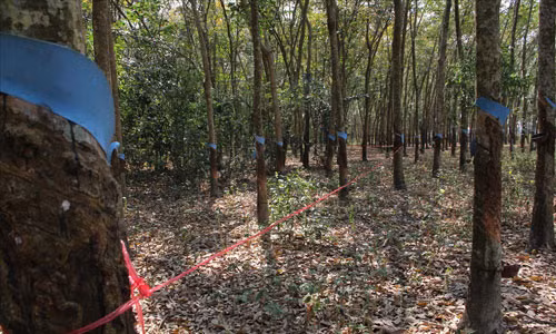 Ly do khong khoi to vu 9 bo xuong nguoi o Tay Ninh-Hinh-3