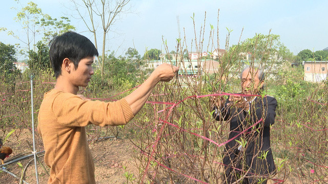 Doc dao loai “cay goi Tet” giup ca lang am no-Hinh-5