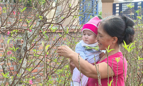 Doc dao loai “cay goi Tet” giup ca lang am no