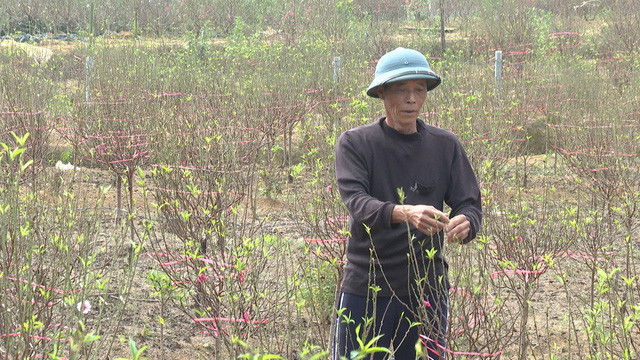 Doc dao loai “cay goi Tet” giup ca lang am no-Hinh-4