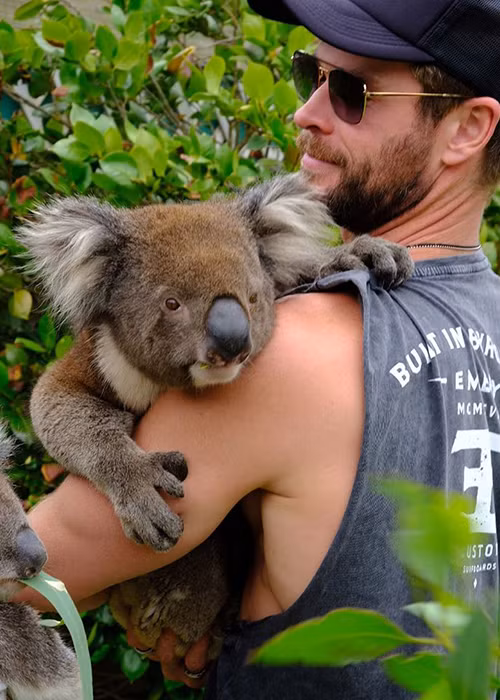 Sau những năm sống ở Mỹ để theo đuổi giấc mơ diễn xuất, Chris Hemsworth quyết định đưa vợ con về quê nhà.