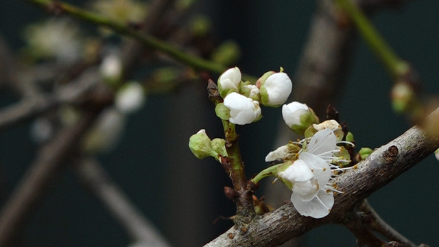 Những bông hoa mơ rừng trắng muốt khoe sắc.