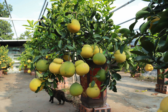 Thực hiện tạo dáng từ hơn 100 gốc bưởi, ông Lợi chỉ thu được khoảng 25 gốc có mẫu mã đẹp.