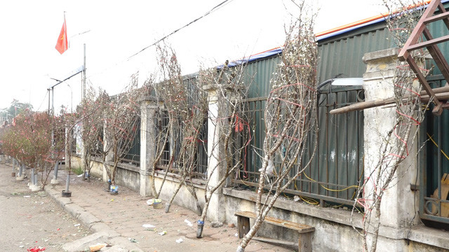 Cách đây ít ngày, anh Hữu nhập về 2 xe ô tô hoa mơ rừng từ Lạng Sơn. Tuy nhiên, đến thời điểm này, số lượng hoa mơ nhập về cũng đã được bán gần hết.