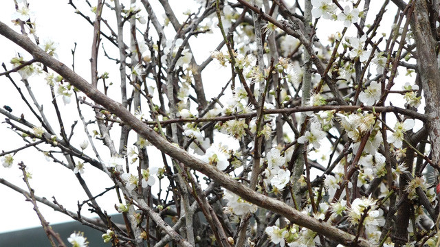 Mơ rừng về phố phục vụ người dân chơi Tết.