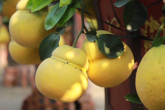 Giá mỗi cây bưởi bonsai hồ lô dao động từ 2-4 triệu đồng. Một số cây đẹp giá có thể cao hơn.