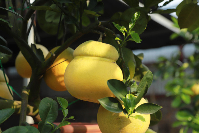 Thời gian tạo hình quả bưởi hồ lô mất khoảng 5 tháng, từ tháng 7 tới tháng 12 âm lịch.