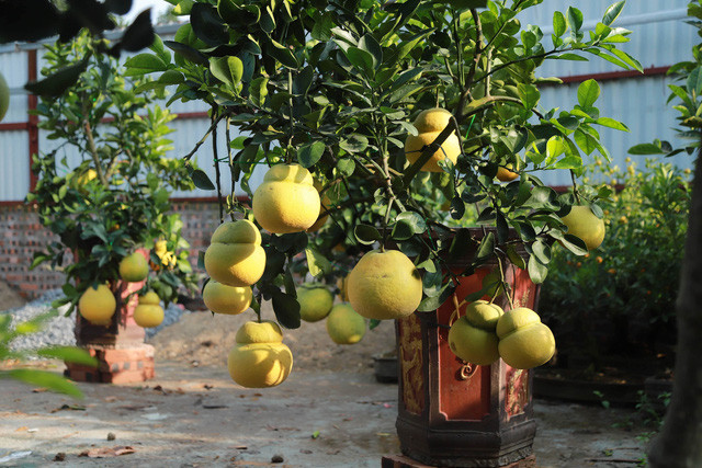 Còn đây là những gốc bưởi bonsai hồ lô của ông Phạm Văn Lợi ở Tứ Liên, Tây Hồ, Hà Nội.