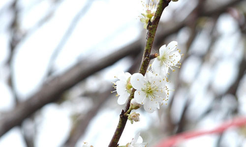 Vào dịp Tết, hoa đào, hoa mai đã quá quen thuộc nên nhiều người muốn tìm sự mới lạ ở hoa mơ rừng.