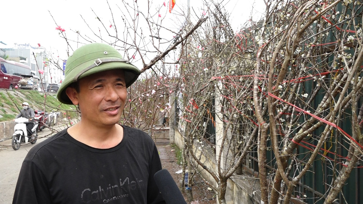 Đây là những cành hoa mơ rừng còn sót lại ở cửa hàng hoa của anh Dương Văn Hữu ở Quảng Bá, Tây Hồ, Hà Nội.