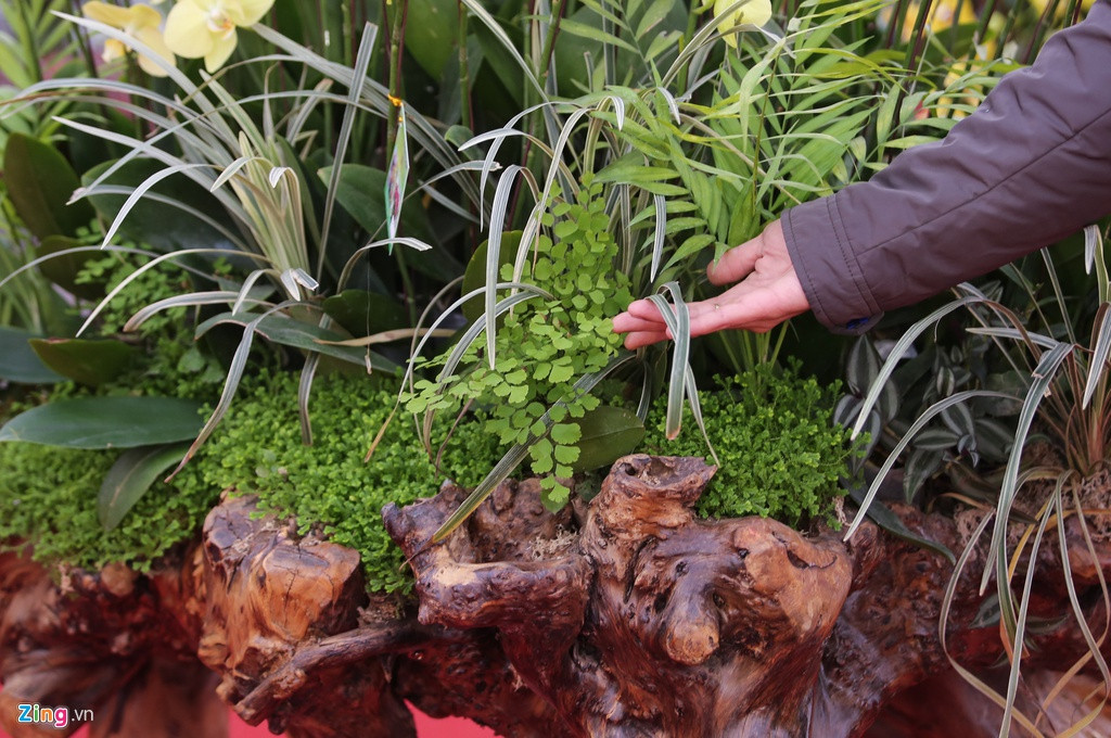 Nhiều loại cây được trồng phủ xanh bên dưới lan, tạo cảm giác tươi mát, dễ chịu. Đồng thời, lớp cây này còn giúp che đi bầu của những giò lan được ghép.