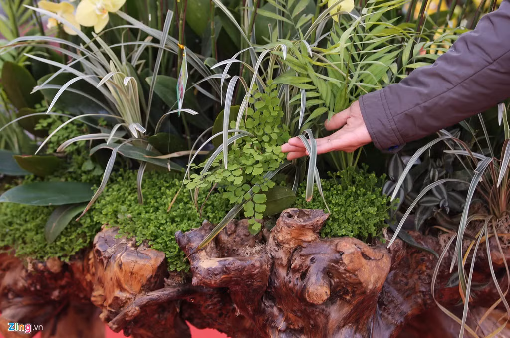 Nhiều loại cây được trồng phủ xanh bên dưới lan, tạo cảm giác tươi mát, dễ chịu. Đồng thời, lớp cây này còn giúp che đi bầu của những giò lan được ghép.