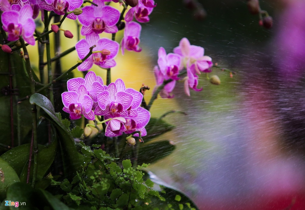 Chăm sóc lan không quá khó, trong dịp Tết chỉ cần tưới nước khoảng 1-2 ngày một lần cho cây. Nếu cây sinh trưởng và chăm sóc tốt, hoa lan có thể để hơn 2 tháng vẫn rực rỡ.