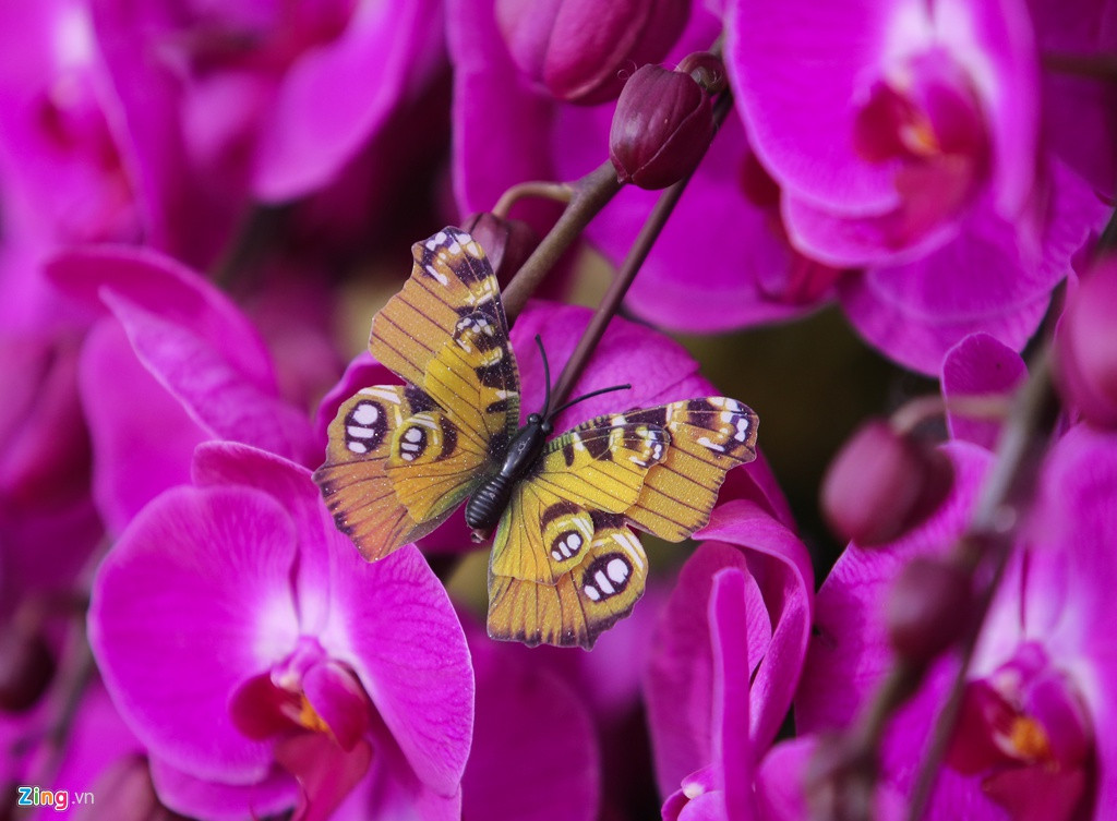 Những cây lan hồ điệp này được nhập trực tiếp từ Đà Lạt từ ngày mùng 1 tháng Chạp để kịp ghép với gỗ lụa. Theo tiểu thương, năm nay vì nhiều người buôn lan nên giá giảm khoảng 10%. Tỷ lệ lợi nhuận khoảng 15%/ một sản phẩm.