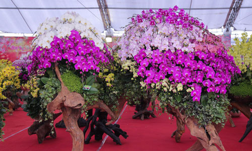 Tác phẩm lan hồ điệp trên gỗ lũa trong hình được tạo bởi 260 gốc lan. Hiện sản phẩm này được chào bán 180 triệu đồng tại một hội chợ xuân ở Cầu Giấy.