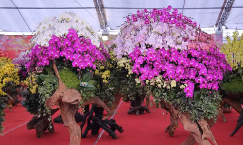 Tác phẩm lan hồ điệp trên gỗ lũa trong hình được tạo bởi 260 gốc lan. Hiện sản phẩm này được chào bán 180 triệu đồng tại một hội chợ xuân ở Cầu Giấy.