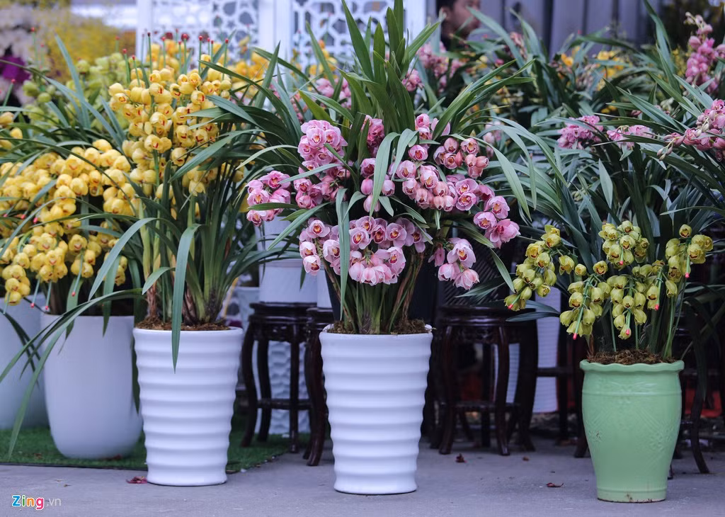 Địa lan cũng được bày bán bên cạnh lan hồ điệp. Giá cho một chậu địa lan khoảng 1-5 triệu đồng, thấp hơn so với lan hồ điệp cùng kích thước.