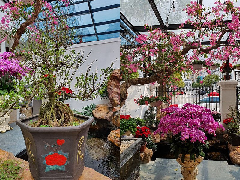 Giống Hà Tăng, Tuấn Hưng cũng chia sẻ hình ảnh sân vườn tuyệt đẹp trong căn biệt thự mới.