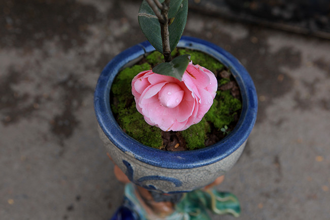 Cây được trồng trong một chậu nhỏ in hình chữ Lộc, phía dưới có một bức tượng. Cây này đang được rao bán giá 450.000 đồng.