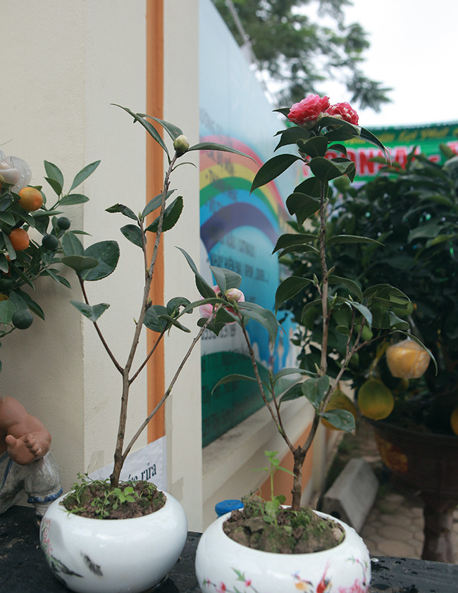 Trung bình mỗi bông hoa có tuổi thọ kéo dài từ 15-30 ngày. Cây chỉ ra hoa 1 vụ trong năm, kéo dài từ 3-4 tháng (cuối đông đầu xuân).