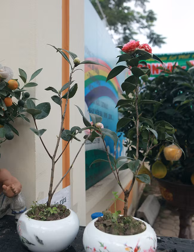 Trung bình mỗi bông hoa có tuổi thọ kéo dài từ 15-30 ngày. Cây chỉ ra hoa 1 vụ trong năm, kéo dài từ 3-4 tháng (cuối đông đầu xuân).