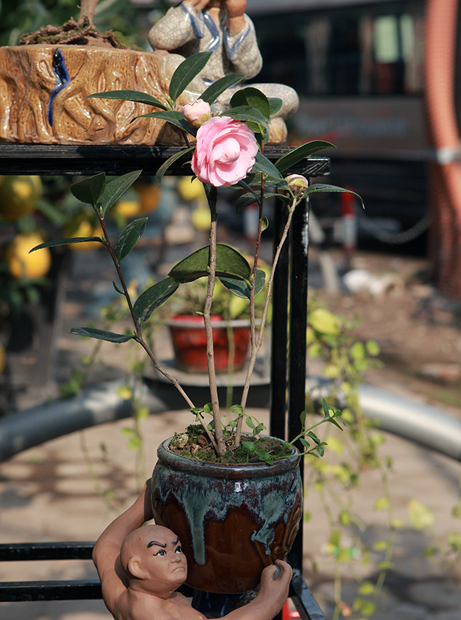 Các chậu hoa trà mini có giá trung bình từ 250 – 450 nghìn đồng/ chậu.