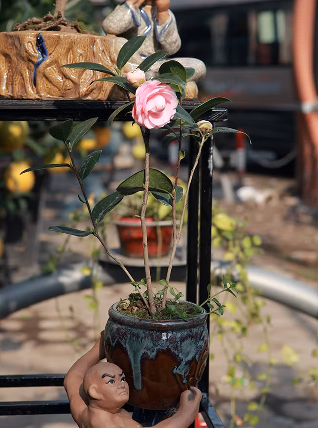 Các chậu hoa trà mini có giá trung bình từ 250 – 450 nghìn đồng/ chậu.