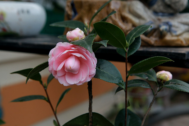 Cây hoa trà mang vẻ đẹp quyến rũ, màu sắc nhã nhặn.