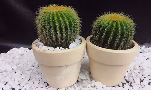 Dau nam trong cay lay loc cho chon 3 loai nay keo mat vui ca nam