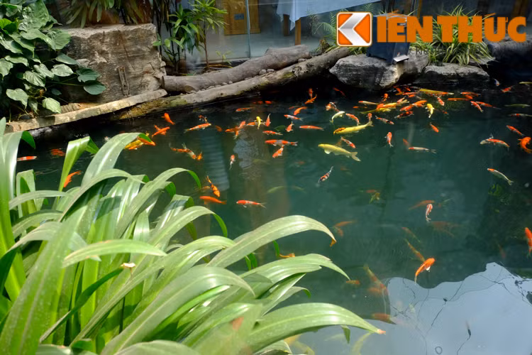 Một không gian tươi mát hiện ra với tiểu cảnh cây xanh, hồ nước và đàn cá bơi lội.