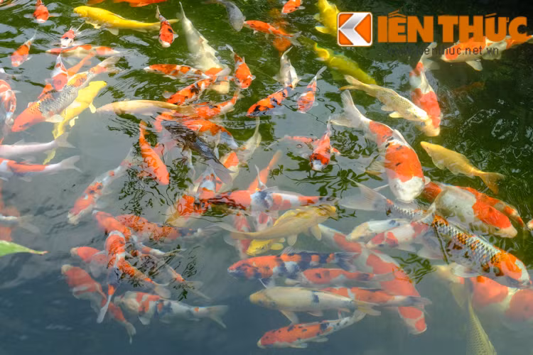 Cá koi sống thành đàn nên nhiều đại gia thường mua rất nhiều con một lần, giá thành của một đàn cá có thể lên tới cả tỷ đồng.