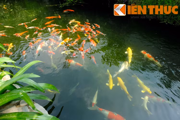 Được mệnh danh là loại cá "sang chảnh" nhưng cá koi lại khá dễ nuôi so với những loài cá cảnh đắt tiền khác, chúng hiền lành và dễ sống.