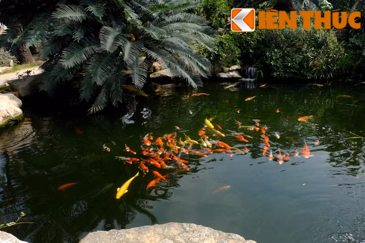 Các loại cá koi Nhật Bản đẹp nhất khi được nuôi trong hồ koi sân vườn được thiết kế hòa hợp với thiên nhiên cây cỏ, nước, đá và công trình.