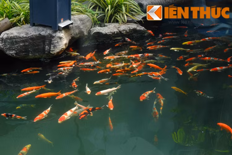 Me man ngam ho ca Koi dat do tuyet dep o Ha Noi-Hinh-2