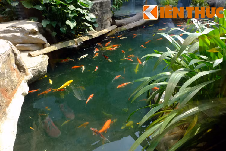 Chủ nhân của nơi này hẳn là người rất "chịu chơi" và "chịu chi" mới đầu tư làm hồ cá trong nhà cầu kỳ và đẹp mắt đến vậy.