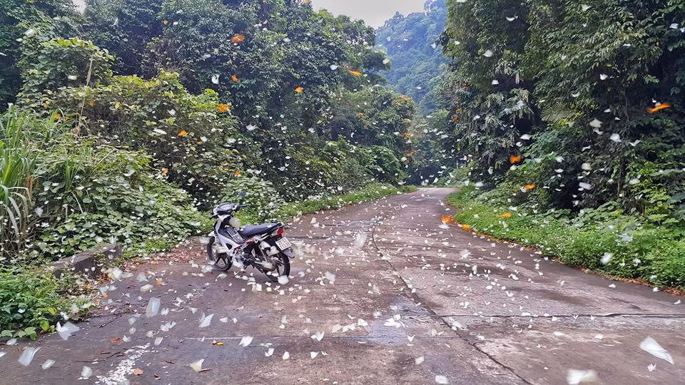 Nếu không gấp gáp về thời gian, bạn nên dành hai ngày khám phá trọn vẹn các ngõ ngách cánh rừng nguyên sinh rậm rạp này. Trải nghiệm thú vị cho du khách như cắm trại, ngủ đêm trong rừng hay đi bộ, chạy xe đạp xuyên rừng già ngắm cảnh hệ thực vật đa dạng, tìm đến hang động người xưa là nơi cư trú và mộ táng của người tiền sử, bản người Mường, đỉnh mây bạc, hồ Yên Quang - động Phò Mã.