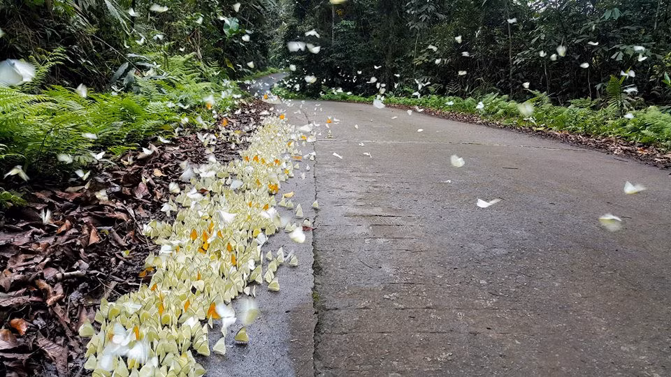 Ở đây, loài bướm phổ biến nhất là bướm trắng. Ngoài ra, còn nhiều loài bướm rừng đẹp ở vườn quốc gia, với đầy màu sắc như bướm phượng, bướm khế... quyến rũ bước chân của kẻ lữ hành.