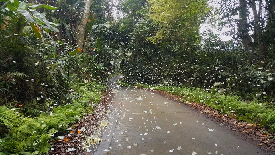 Không gian sống động và quyến rũ với hàng nghìn con bướm rừng tụ trên mặt đất, bay dập dìu theo dọc đường mòn. Điều thú vị bạn chỉ cần khua tay, cả đàn bướm xinh đẹp cùng bay lên trông như ảo thuật.