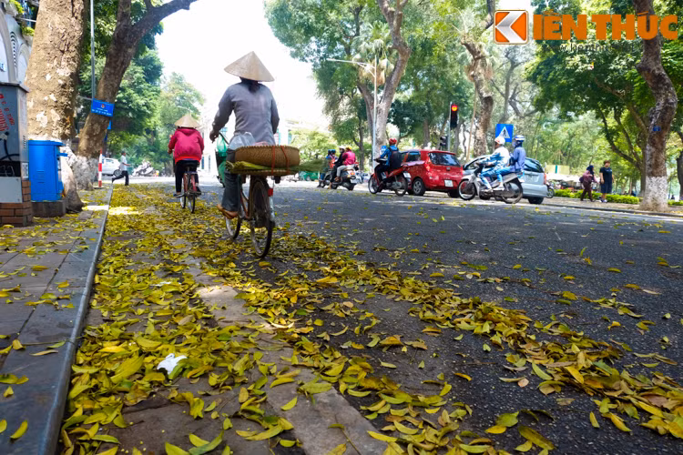 Con đường hàng ngày vẫn đi nay vừa lạ vừa quen với sắc vàng óng ánh.