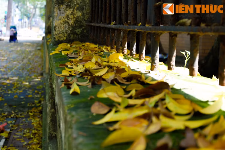 Nào cần đi đâu xa, mỗi mùa Hà Nội lại mang đến những cảnh sắc đẹp đến nao lòng.