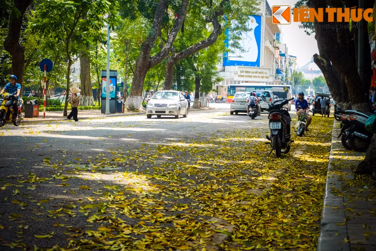 Và đi trên phố, nghe tiếng lá vàng rơi xào xạc, lòng người bỗng nhiên dịu lại.