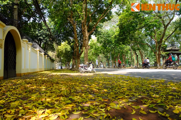 Sắc vàng phủ kín lối đi.