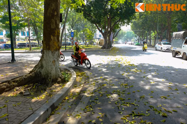 Sau mỗi bước chân, mỗi bánh xe trên phố, lá sấu già như đang "nhảy múa".