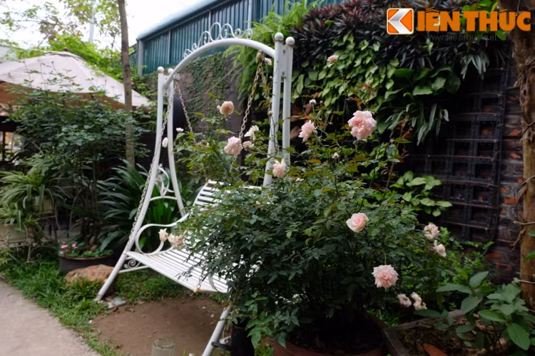 Những bông hoa hồng đã bung nở đẹp mắt.