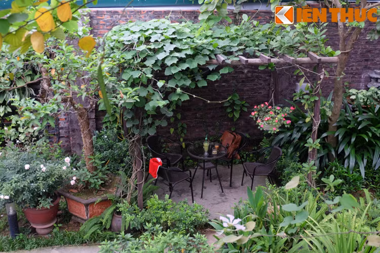 Một bàn nước ngay dưới tán nho khá độc đáo...