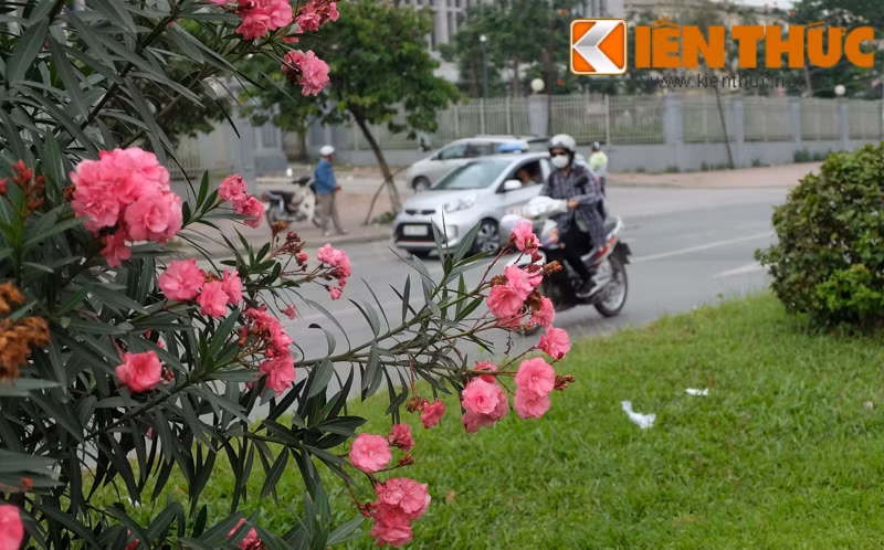 Cay tu than dep me hon nhung cuc doc trong nhan nhan khap Ha Noi-Hinh-2